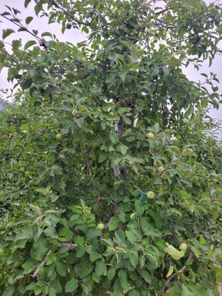 오금식(대청농원)님의 사과 · 영농일지 작성글 사진