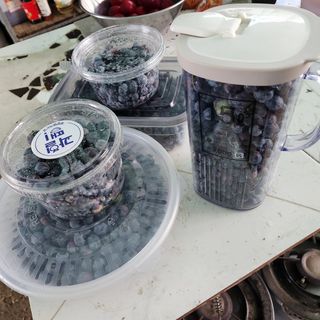 호박13997님의 블루베리 · 영농일지 작성글 사진