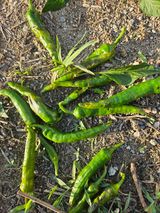 팜모닝 농사, 무엇이든 물어보세요!·참여글 게시글 이미지