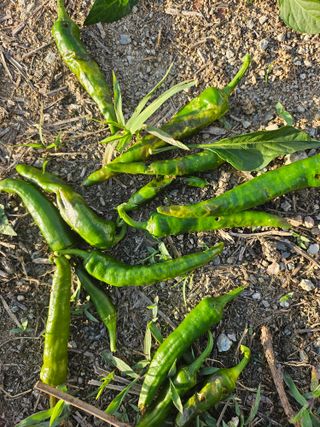 김정애님의 농사, 무엇이든 물어보세요! · 참여글 작성글 사진