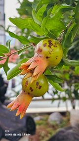 팜모닝 농사, 무엇이든 물어보세요!·참여글 게시글 이미지