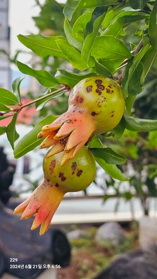 229님의 농사, 무엇이든 물어보세요! · 참여글 작성글 사진