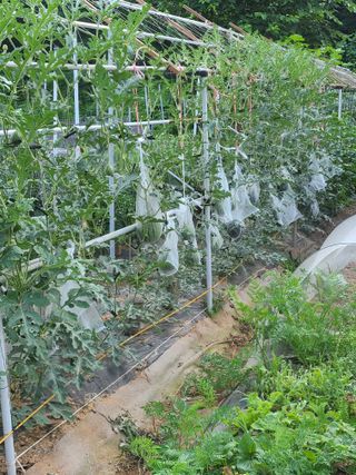 이대현님의 고추 · 영농일지 작성글 사진