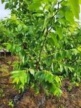 팜모닝 기타작물·영농일지 게시글 이미지