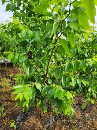 신평식님의 기타작물 · 영농일지 작성글 사진