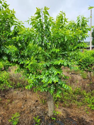 신평식님의 기타작물 · 영농일지 작성글 사진