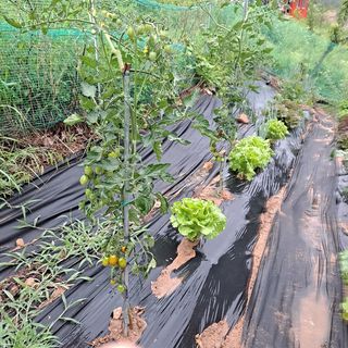 이은주(여성초보농민님의 토마토 · 영농일지 작성글 사진