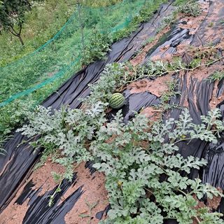 이은주(여성초보농민님의 자유주제 · 자유게시판 작성글 사진