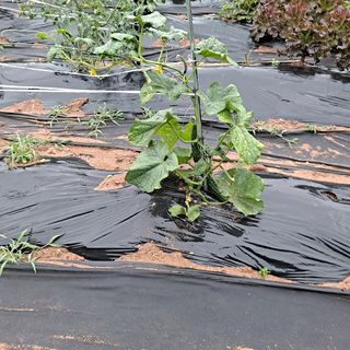 이은주(여성초보농민님의 자유주제 · 자유게시판 작성글 사진