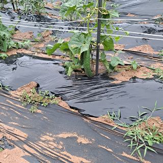 이은주(여성초보농민님의 자유주제 · 자유게시판 작성글 사진