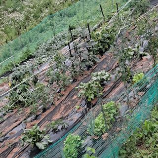 이은주(여성초보농민님의 자유주제 · 자유게시판 작성글 사진