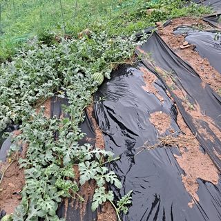 이은주(여성초보농민님의 자유주제 · 자유게시판 작성글 사진