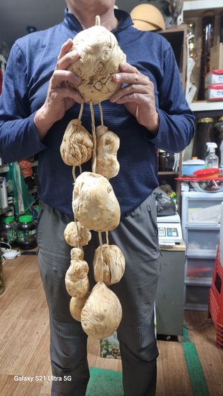 김금순자연산약초님의 자유주제 · 자유게시판 작성글 사진