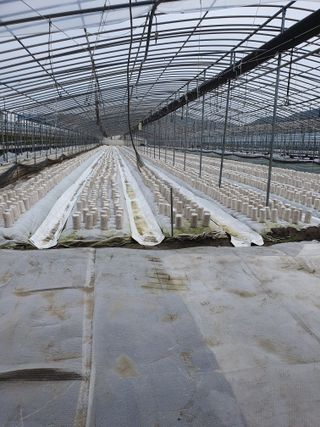 광양 변사또님의 버섯 · 영농일지 작성글 사진