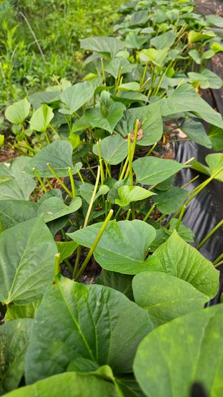 영경래8385님의 자유주제 · 자유게시판 작성글 사진