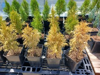 고추꽃님의 기타작물 · 병해충상담 작성글 사진