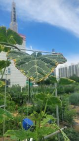 팜모닝 농사, 무엇이든 물어보세요!·참여글 게시글 이미지