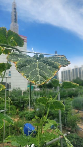 퍼스트파님의 농사, 무엇이든 물어보세요! · 참여글 작성글 사진