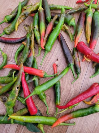 낙엽교목류16818님의 고추 · 병해충상담 작성글 사진