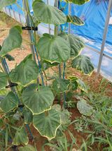 팜모닝 오이·병해충상담 게시글 이미지