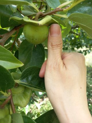 서선옥님의 감 · 영농일지 작성글 사진