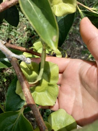 서선옥님의 감 · 영농일지 작성글 사진