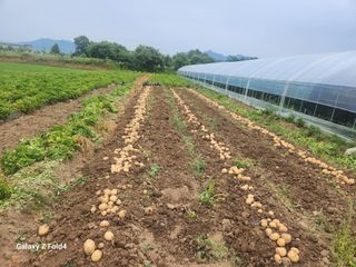 김형용님의 감자 · 영농일지 작성글 사진