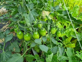 배상환님의 토마토 · 병해충상담 작성글 사진