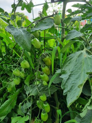 배상환님의 토마토 · 병해충상담 작성글 사진