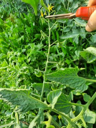 배상환님의 토마토 · 병해충상담 작성글 사진