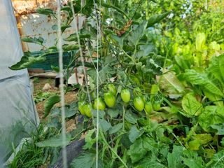 배상환님의 토마토 · 병해충상담 작성글 사진