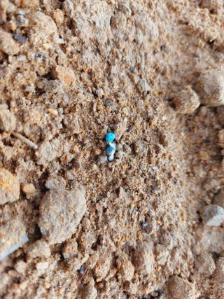 류우림님의 시금치 · 파종작업 작성글 사진