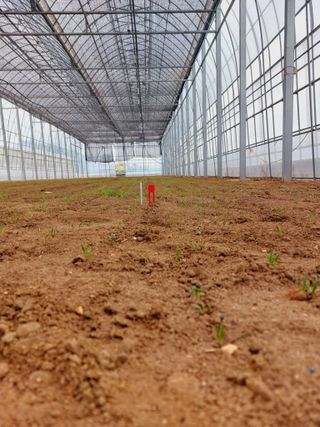 류우림님의 시금치 · 파종작업 작성글 사진