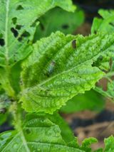 팜모닝 들깨·병해충상담 게시글 이미지