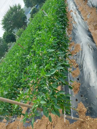 김경자님의 자유주제 · 칭찬해요 작성글 사진