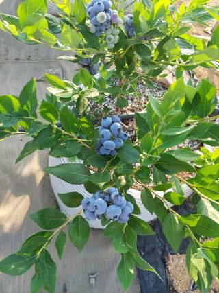 김경자님의 자유주제 · 칭찬해요 작성글 사진