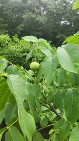 팜모닝 기타작물·영농일지 게시글 이미지