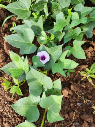 김영옥님의 자유주제 · 자유게시판 작성글 사진