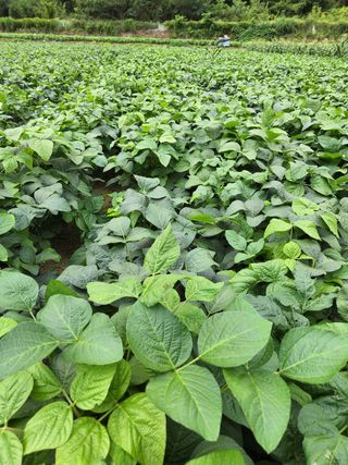 와룡산토지리님의 호박 · 자유게시판 작성글 사진