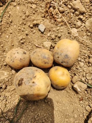 박대용님의 감자 · 병해충상담 작성글 사진