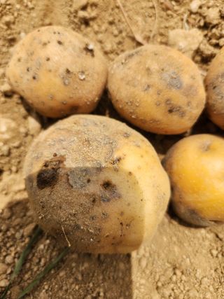 박대용님의 감자 · 병해충상담 작성글 사진