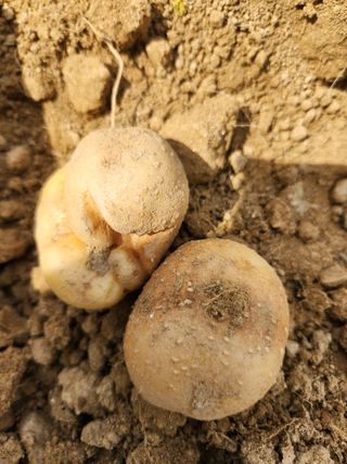 박대용님의 감자 · 병해충상담 작성글 사진