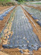 팜모닝 파·영농일지 게시글 이미지