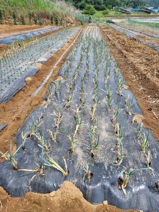 신영철(충남청양군)님의 파 · 영농일지 작성글 사진