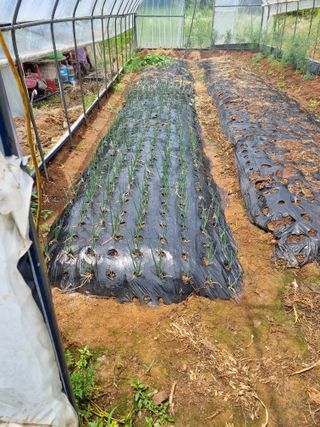 신영철(충남청양군)님의 파 · 영농일지 작성글 사진