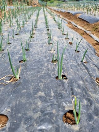 신영철(충남청양군)님의 파 · 영농일지 작성글 사진