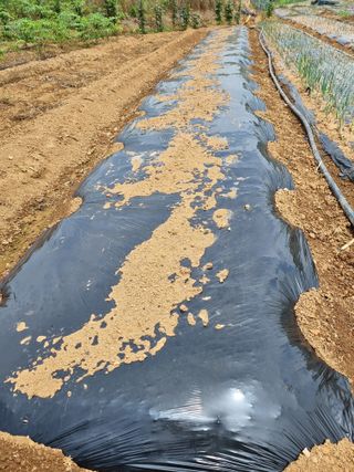 신영철(충남청양군)님의 파 · 영농일지 작성글 사진