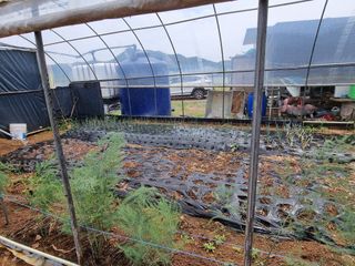 신영철(충남청양군)님의 두릅 · 영농일지 작성글 사진