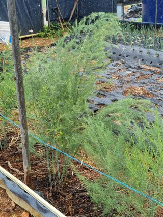 신영철(충남청양군)님의 두릅 · 영농일지 작성글 사진