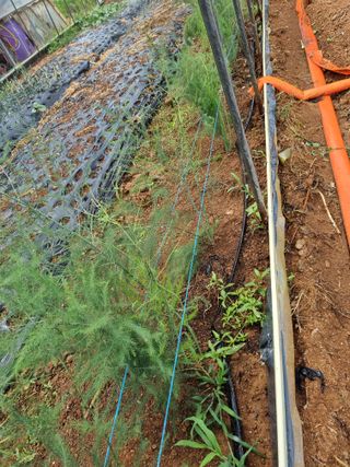 신영철(충남청양군)님의 두릅 · 영농일지 작성글 사진